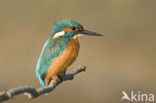 Kingfisher (Alcedo atthis)