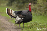 Kalkoen (Meleagris gallopavo)