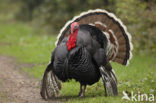 Wild Turkey (Meleagris gallopavo)