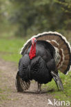 Wild Turkey (Meleagris gallopavo)