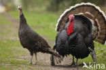 Kalkoen (Meleagris gallopavo)