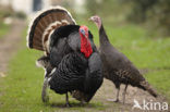 Wild Turkey (Meleagris gallopavo)