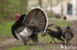 Kalkoen (Meleagris gallopavo)