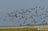 Red Knot (Calidris canutus)