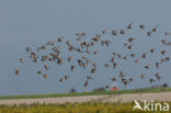 Kanoetstrandloper (Calidris canutus)