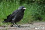 Kauw (Corvus monedula)