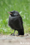 Kauw (Corvus monedula)