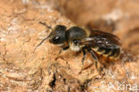 Kauwende metselbij (Osmia leaiana) 