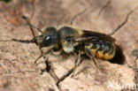 Kauwende metselbij (Osmia leaiana) 