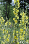 Orange Mullein (Verbascum phlomoides)