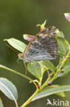 Keizersmantel (Argynnis paphia) 