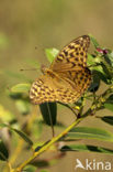 Keizersmantel (Argynnis paphia) 