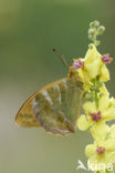 Silver-washed Fritillary (Argynnis paphia)