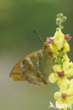 Keizersmantel (Argynnis paphia) 