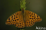 Silver-washed Fritillary (Argynnis paphia)