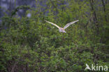 Kerkuil (Tyto alba) 