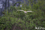 Kerkuil (Tyto alba) 