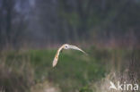 Kerkuil (Tyto alba) 