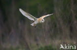 Kerkuil (Tyto alba) 