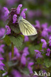 Klein geaderd witje (Pieris napi)