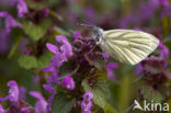 Klein geaderd witje (Pieris napi)