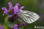 Klein geaderd witje (Pieris napi)