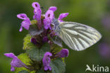 Klein geaderd witje (Pieris napi)