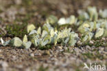 Klein koolwitje (Pieris rapae)