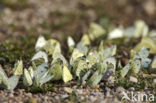 Klein koolwitje (Pieris rapae)