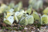 Klein koolwitje (Pieris rapae)