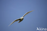 Kleine Burgemeester (Larus glaucoides)