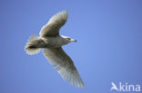 Kleine Burgemeester (Larus glaucoides)