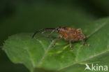 Kleine eikelboorder (Curculio glandium)