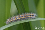 Kleine rietvink (Simyra albovenosa)