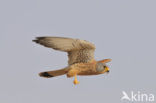Lesser kestrel (Falco naumanni) 