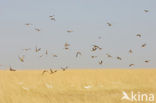 Lesser kestrel (Falco naumanni) 