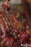 Kleine zonnedauw (Drosera intermedia) 