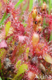 Kleine zonnedauw (Drosera intermedia) 