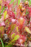 Kleine zonnedauw (Drosera intermedia) 