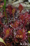 Kleine zonnedauw (Drosera intermedia) 