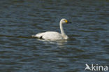 Kleine zwaan (Cygnus bewickii)