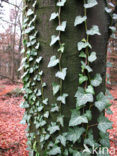 Common ivy (Hedera helix)