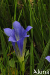 Klokjesgentiaan (Gentiana pneumonanthe) 