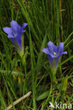 Klokjesgentiaan (Gentiana pneumonanthe) 