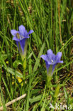 Klokjesgentiaan (Gentiana pneumonanthe) 