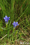 Klokjesgentiaan (Gentiana pneumonanthe) 