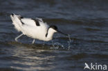 Pied Avocet (Recurvirostra avosetta)
