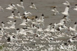 Pied Avocet (Recurvirostra avosetta)