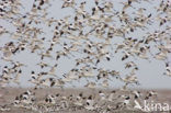 Pied Avocet (Recurvirostra avosetta)