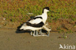 Pied Avocet (Recurvirostra avosetta)